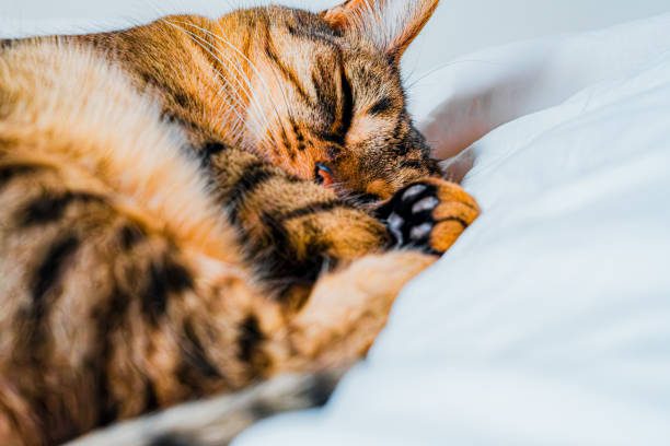 istock Close-Up of a Sleepy Tabby Cat Resting Peacefully on a Soft White Blanket, Capturing the Charming Beauty and Relaxed Pose of a Feline in a Calm, Cozy Atmosphere 2188440417