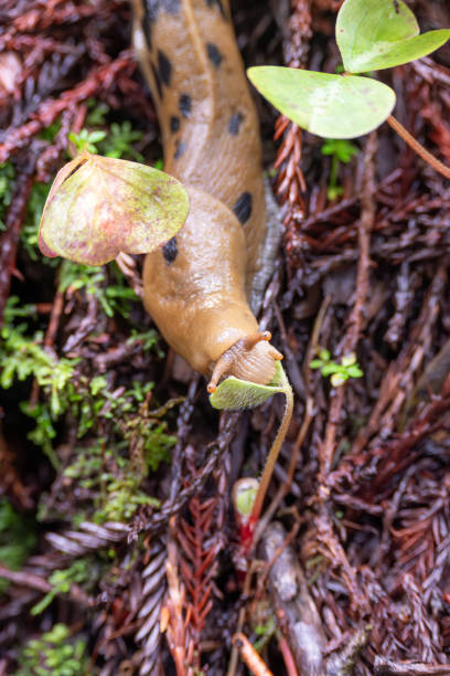 istock Banana Slug in Nature 2188444918
