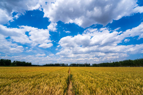 The wheat fields are under the blue sky and white clouds