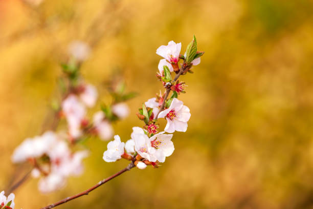 In spring, the plum trees bloom, Peach blossoms in bloom