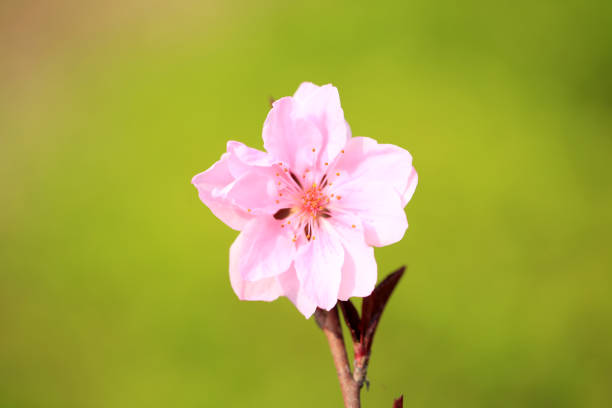 In spring, the plum trees bloom, Peach blossoms in bloom