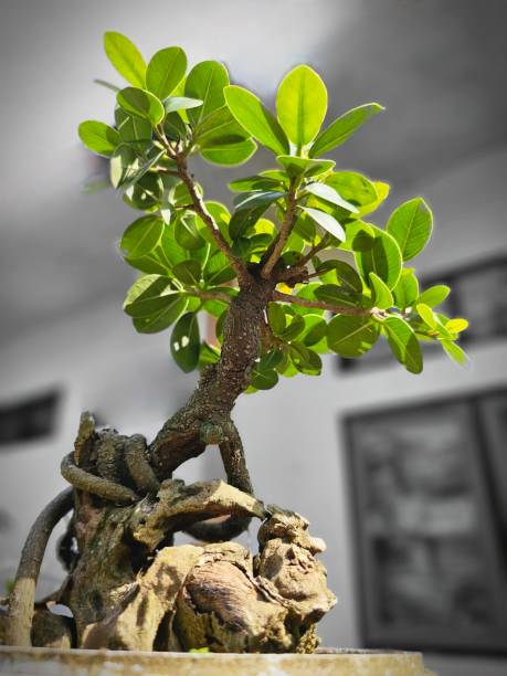 istock Beauty in miniatur tree 2188448918