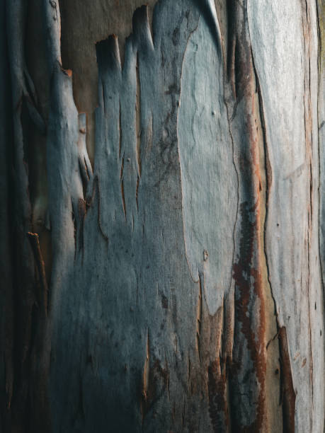 istock Australian Nature, Stony Range Regional Botanic Garden. 2188456896