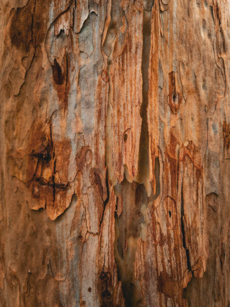 istock Australian Nature, Stony Range Regional Botanic Garden. 2188457571