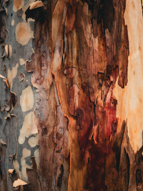 istock Australian Nature, Stony Range Regional Botanic Garden. 2188457577