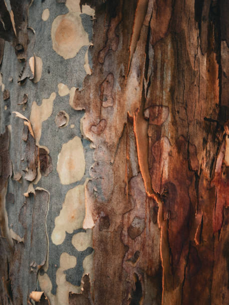 istock Australian Nature, Stony Range Regional Botanic Garden. 2188457718
