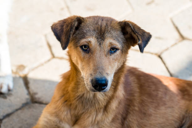 istock Closeup view of Dog on floor 2188459701