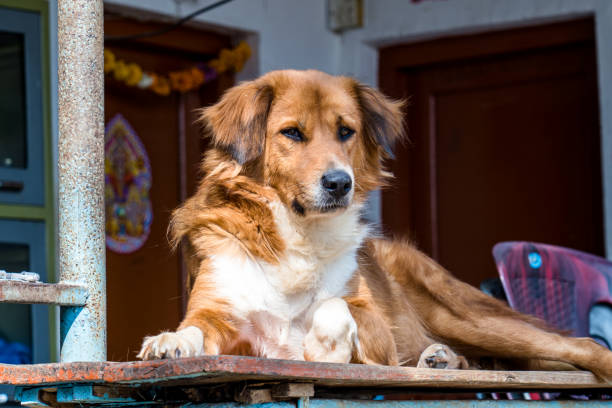 istock Closeup view of Dog on floor 2188459704