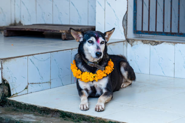 istock Closeup view of Dog on floor 2188459712