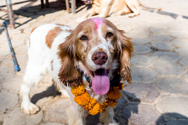 Closeup view of Dog on floor in Kathmandu, Nepal