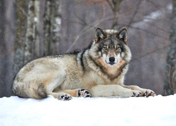 istock Majestic wolf resting in snowy forest. 2188461394