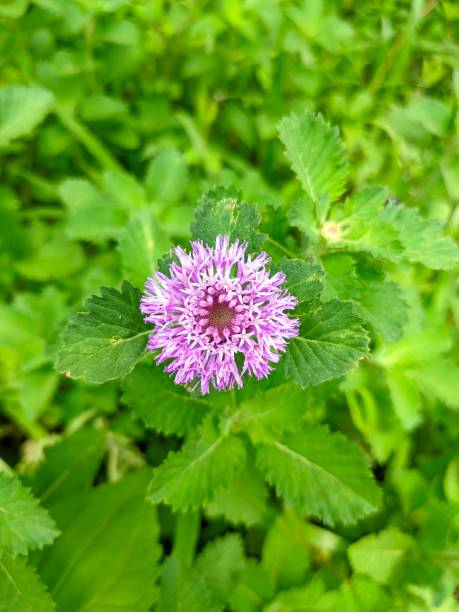 istock Beautiful purple flower close up shot 2188462962