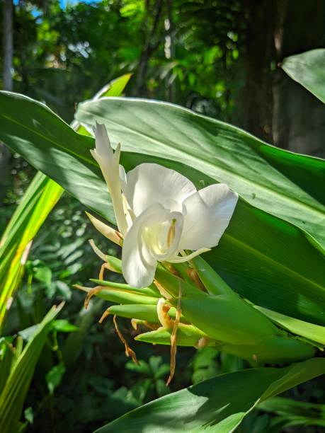 istock Beautiful white flower in the garden 2188462990