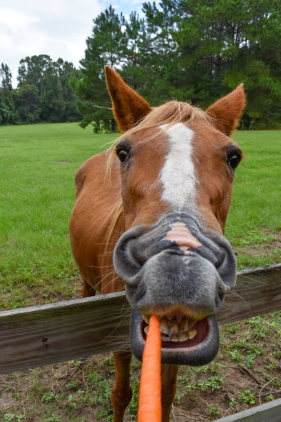 Horse being fed at the retirement home for horses