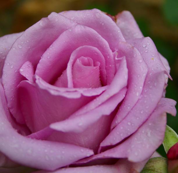 istock Closeup of Light Pink Rose with Dew Drops 2188463199
