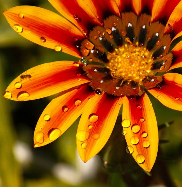 istock Dew Covered Gazania Flower Closeup 2188463314