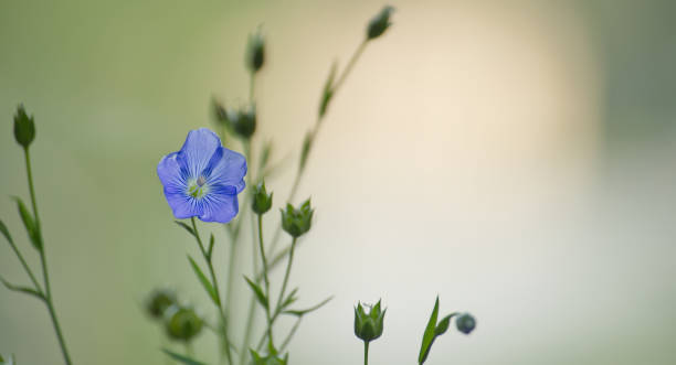 istock Blue flax flower against tranquil green backdrop epitomizing the splendor and peacefulness of nature 2188465836