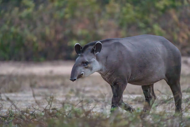 Tapir walking by but keeping an eye on the camera in the Pantanal Brazil.
