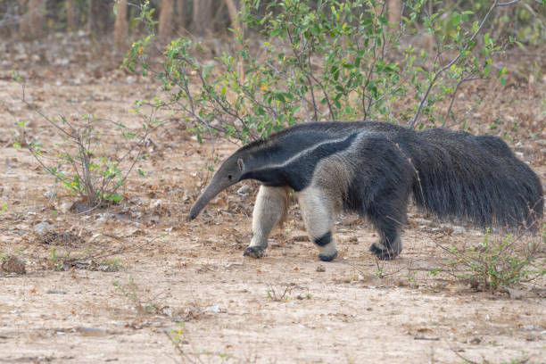 istock Giant anteater walking past 2188466878