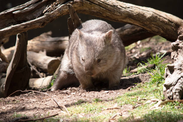 istock the wombat is leaving his cave 2188467798