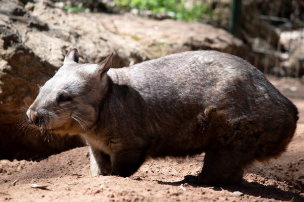 istock this is a side view of a wombat 2188467839
