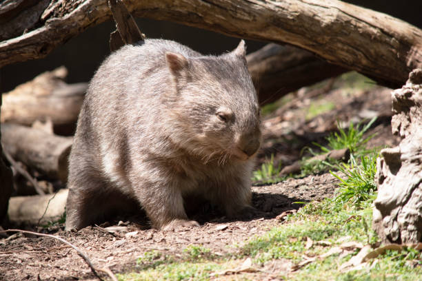 istock the common wombat is looking for food 2188467929