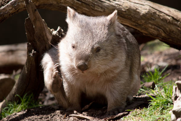 istock this is a close up of a wombat 2188467933