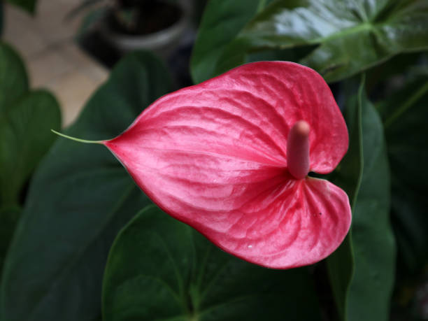 istock A vibrant pink Anthurium flower in full bloom 2188468055