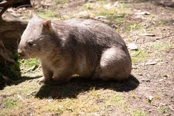 istock this is a side view of a wombat 2188468068
