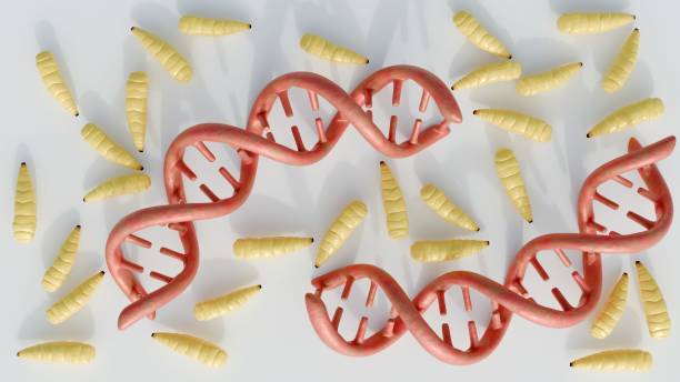 istock Maggots consume DNA as part of their diet 2188468085