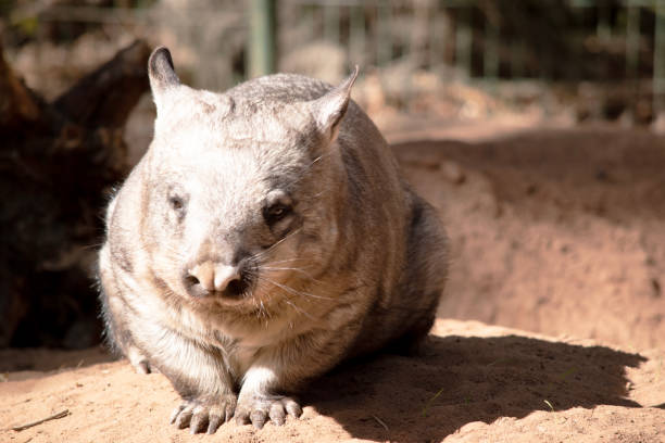 Incredibly unusual marsupial endemic to Australia. It is nocturnal and sleeps up to 16 hours a day.