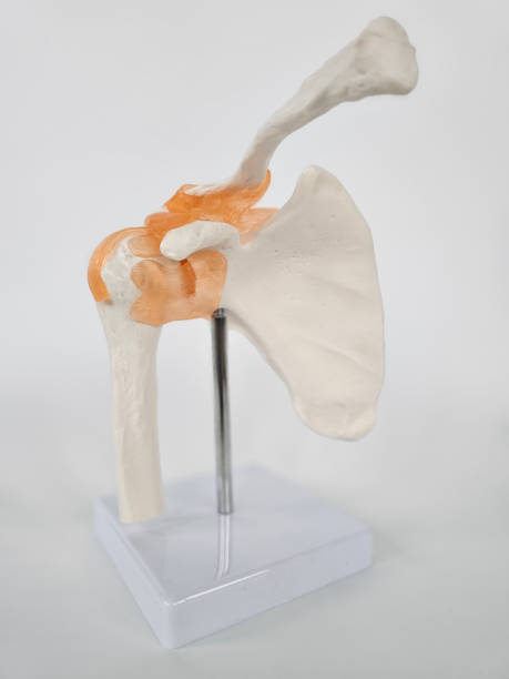 istock Detailed anatomical model of a human shoulder joint showcasing bone structure 2188472828