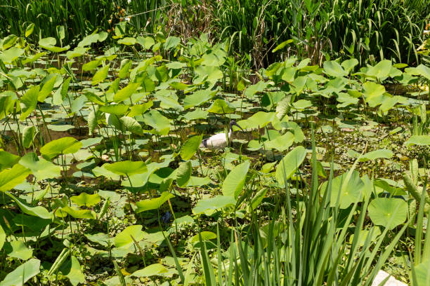 Outdoor view of a large pond full of Sacred Lotus lilies with an Australian White Ibis