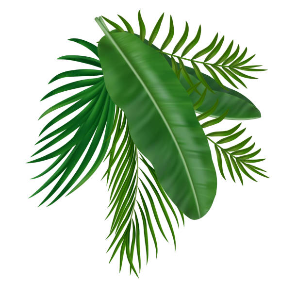 istock Summer tropical green palm leaves. Exotic botanical design with gorgeous greenery for invitation, banner, poster. Vector illustration 2188475994