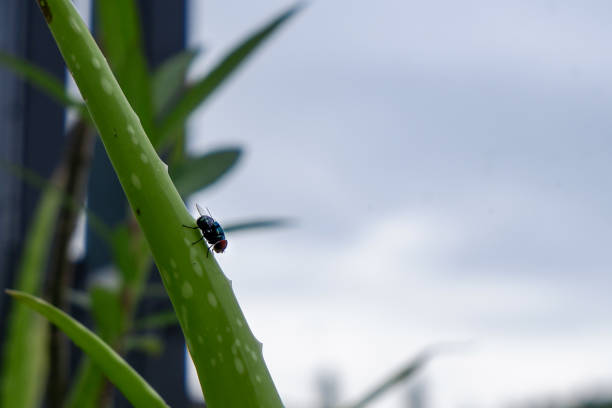 a fly that landed on an aloe vera plant