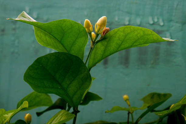 Jasmine plants are flowering in the yard