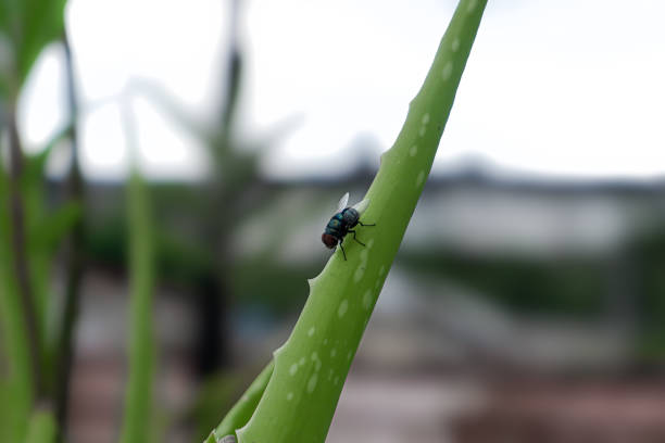 a fly that landed on an aloe vera plant