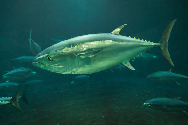 istock Swimming bluefin tuna 2188477356