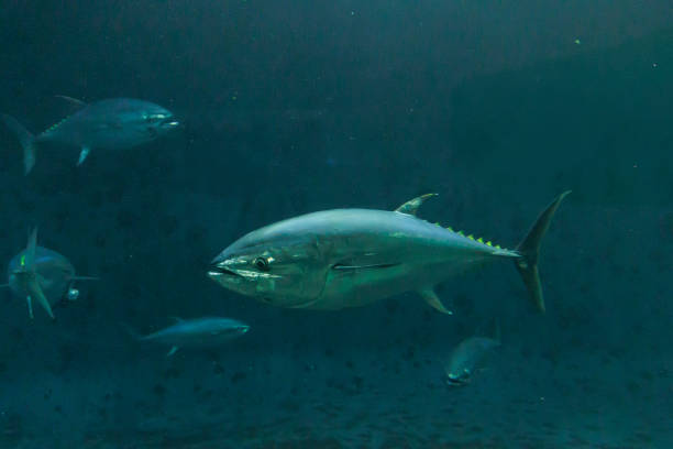 istock Swimming bluefin tuna 2188477360