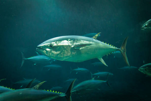 istock Swimming bluefin tuna 2188477368