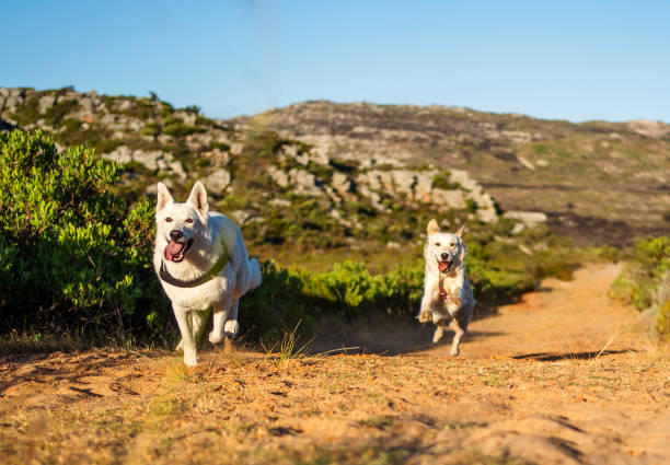 istock Dogs running over country path on a warm summer day 2188477461