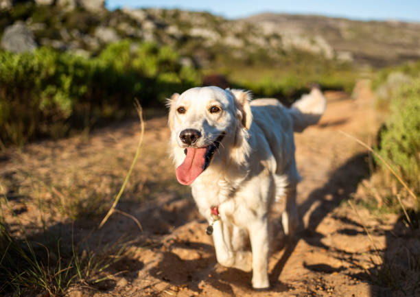 Happy dog walking across a dirt road on summer day