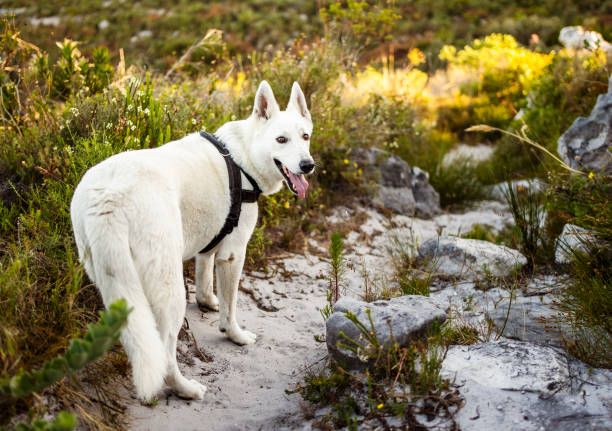 Rear view of Swiss Shepard wearing a collar walking on a rocky mountain trail and looking back
