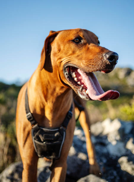 istock Rhodesian Ridgeback dog walking over rocky nature trail 2188477489