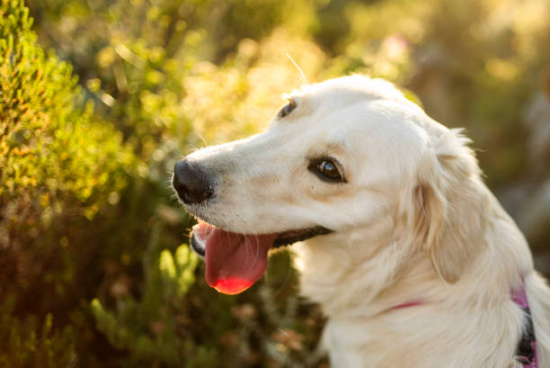 Close-up of a golden retriever standing over mountain trail