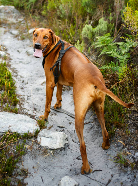 istock Brown dog with collar walking on rocky mountain trail 2188477575