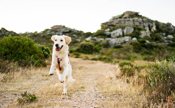 Energetic golden retriever sprinting down a country path, enjoying the freedom of the fields on a warm day