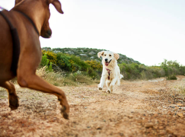 Two dogs joyfully running and playing along a dirt road in nature