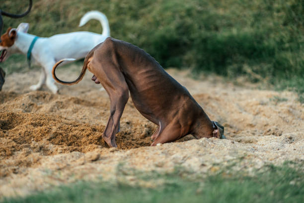 happy young dog Weimaraner, breed weimaraner playing, running and jumping on the beach with a toy