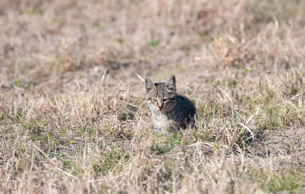 istock Cute kitten peeking out from the grass 2188478198